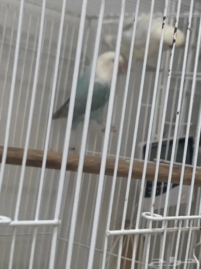 عرض عدد خمسه ازوج روز منتجين 2