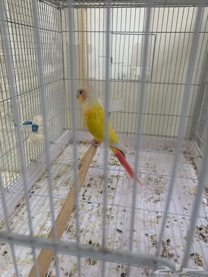 ذكر كنيور صن شيك 0