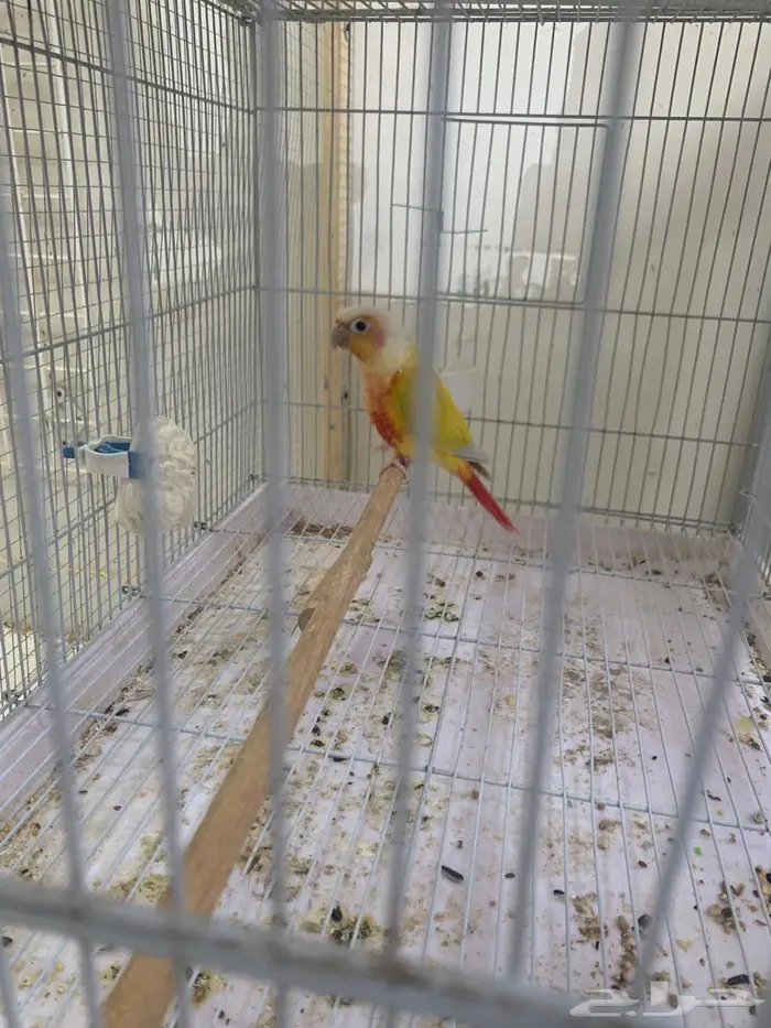 ذكر كنيور صن شيك 2