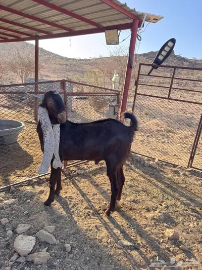تيس حجازي صنف الطايف قياء 0