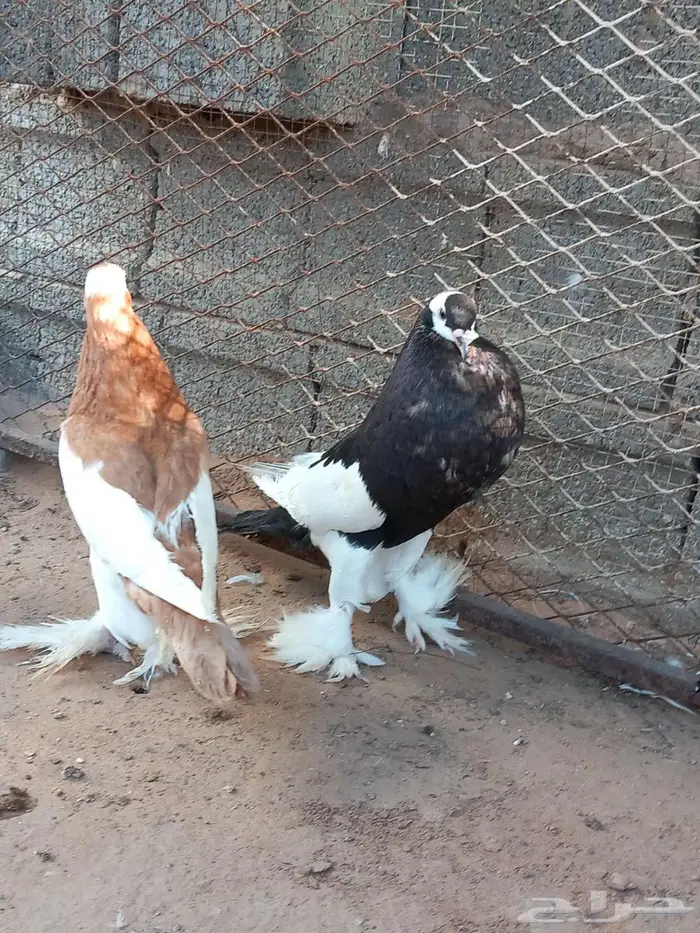 حمام نفاخ 2