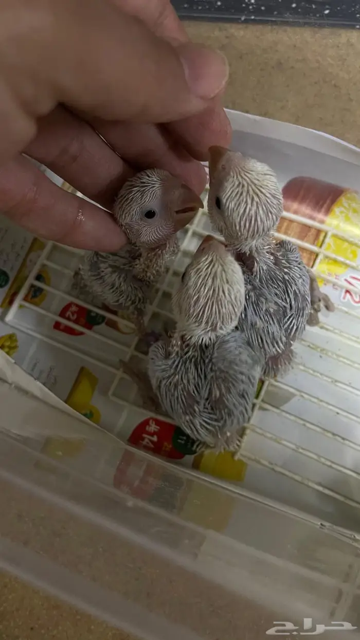 فروخ روز(تم البيع خارج الموقع) 0