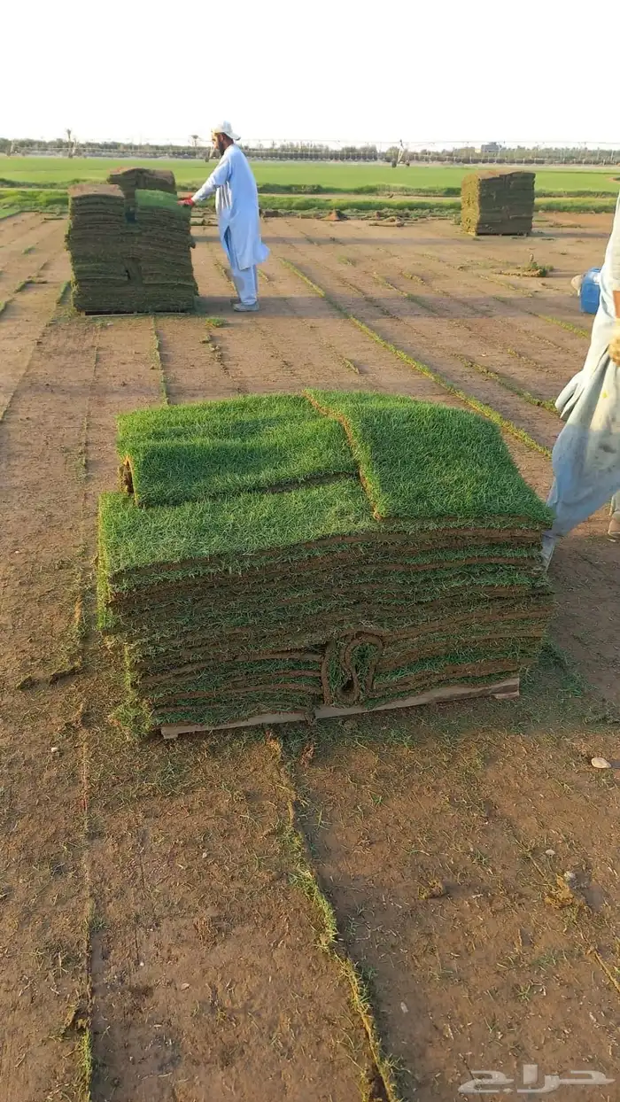 نجيل طببعي سي 2000نجيل فرنسي وياباني 8