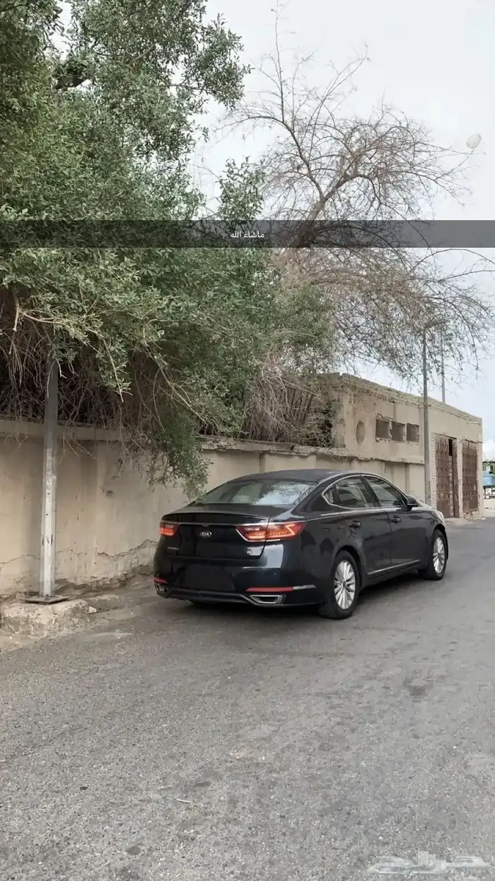 كادينزا 2017 0