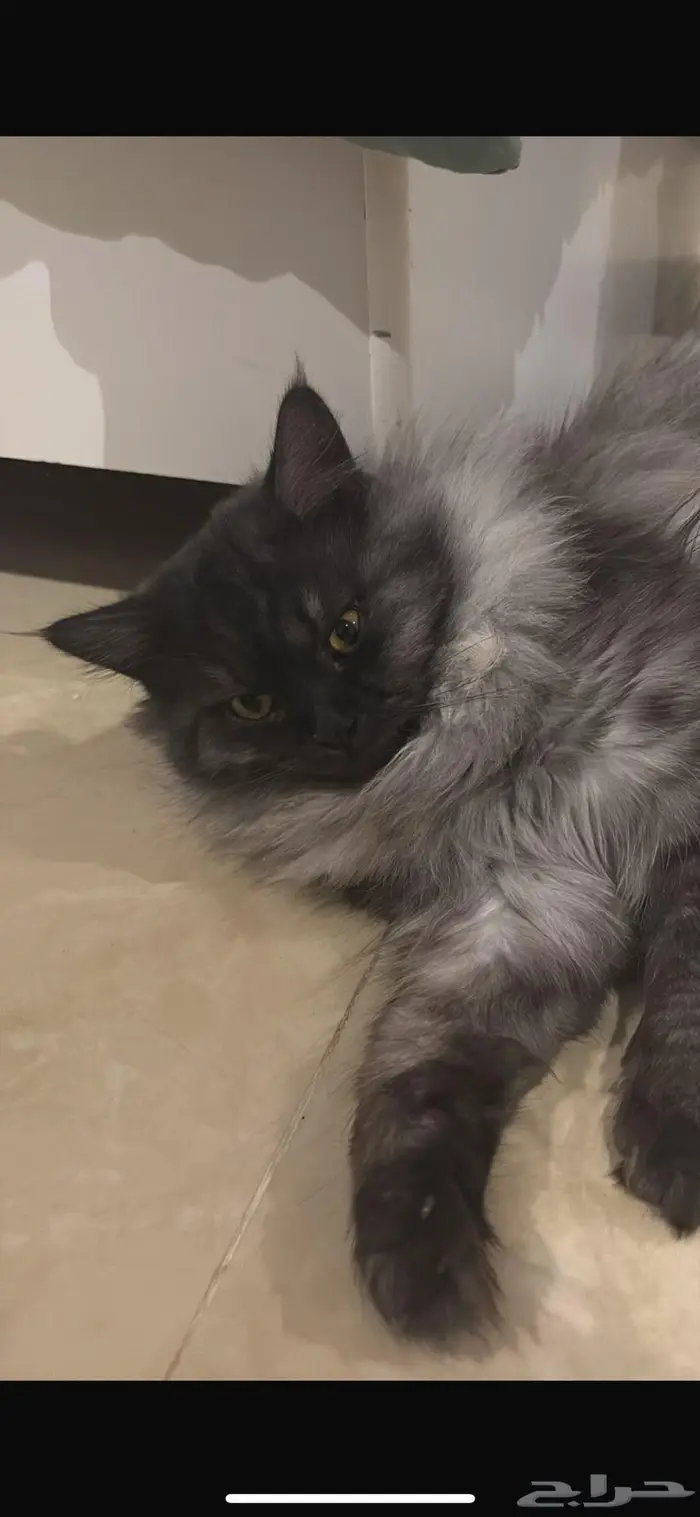 قط ذكر للتزاوج 1