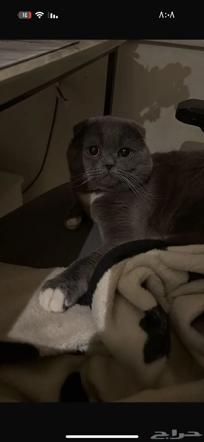 قط ذكر للتزاوج 3