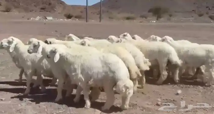 طليان حري ومصلخ بلموقع 1