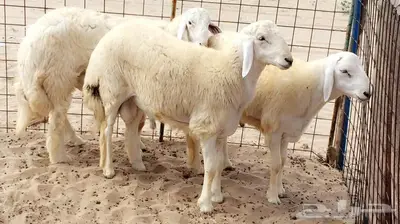 اضاحي مع التوصيل 4