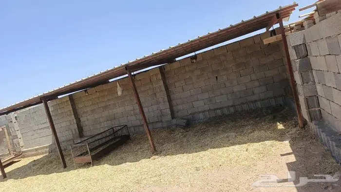 غنم حوش ايجار بالمدينة المنورة 7