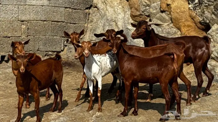 معزا دهم 8 بالفحل تم البيع 5