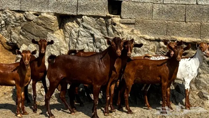 معزا دهم 8 بالفحل تم البيع 0
