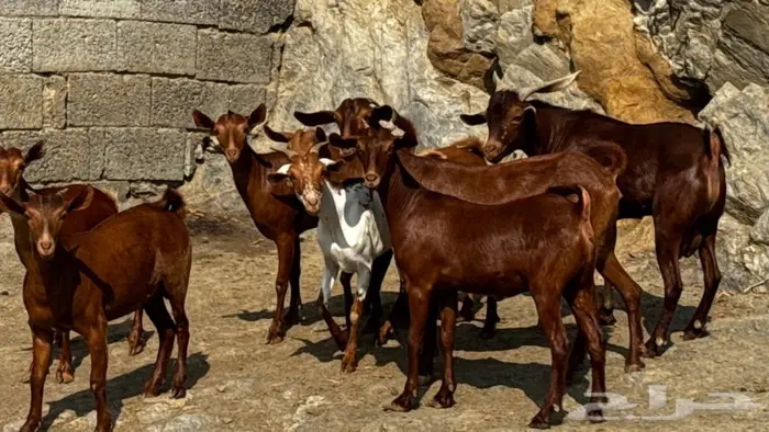 معزا دهم 8 بالفحل تم البيع 6