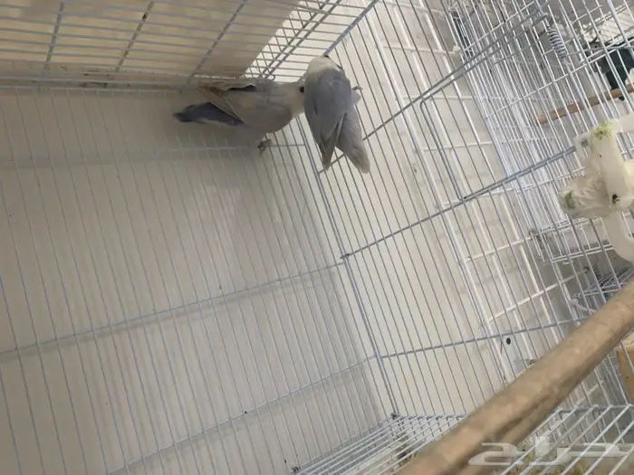 عرض عدد خمسه ازوج روز منتجين 1