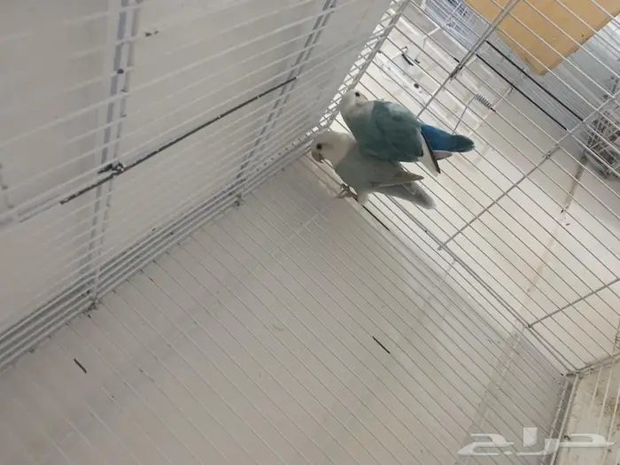 عرض عدد خمسه ازوج روز منتجين 0