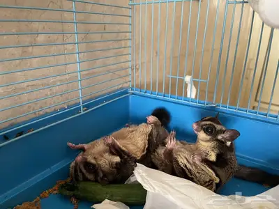 سنجاب طائر زوج شوقر قلايد 4