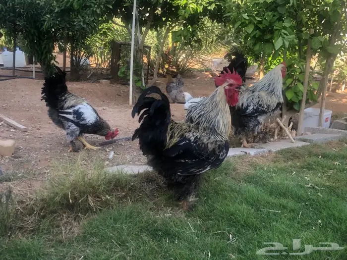 دجاج براهما للبيع 3