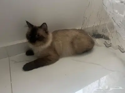 قطة هيملايا شيرازي ذكر للتبني 3