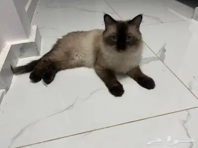 قطة هيملايا شيرازي ذكر للتبني 1