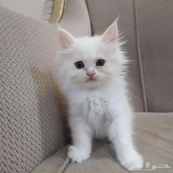 كيتن شيرازي للبيع بيشة 0