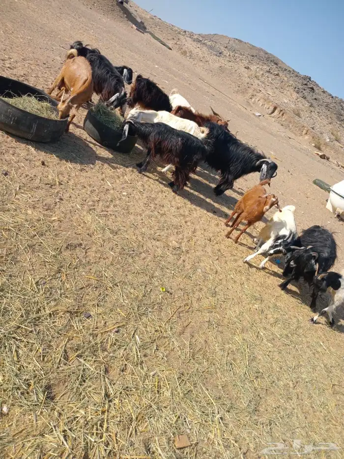 ماعز للبيع بالفحل 5