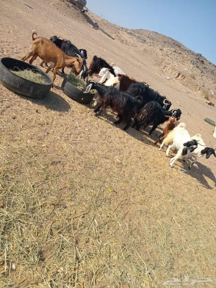 ماعز للبيع بالفحل 6