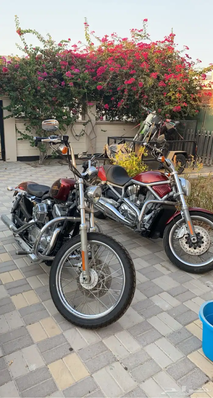 هارلي vrod و sportster للبيع مع بعض 0
