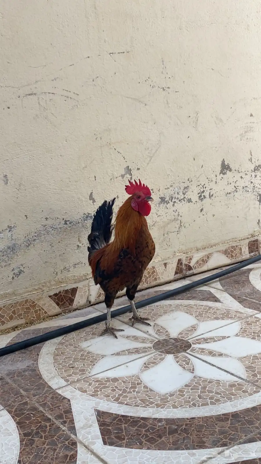 ديك طيب جدا 0
