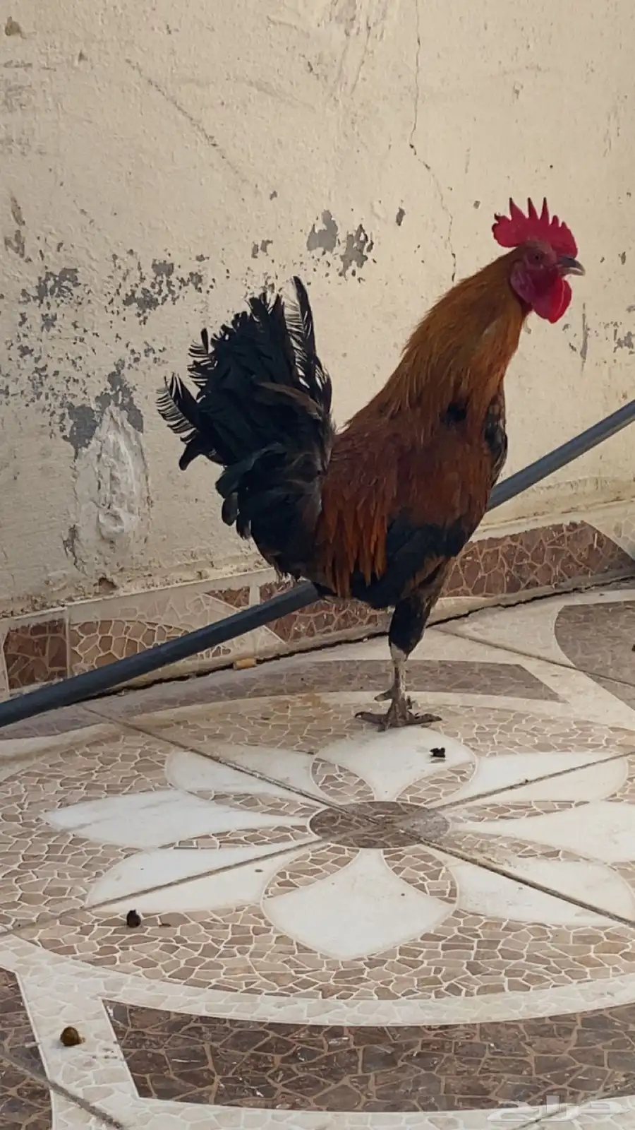 ديك طيب جدا 1