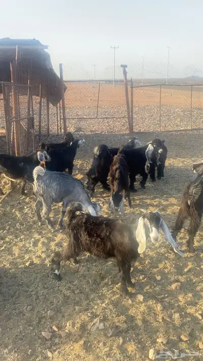 يوجد تيوس العدد10 1