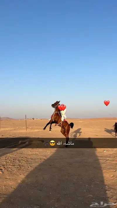 حصان عربي واهو روق 0