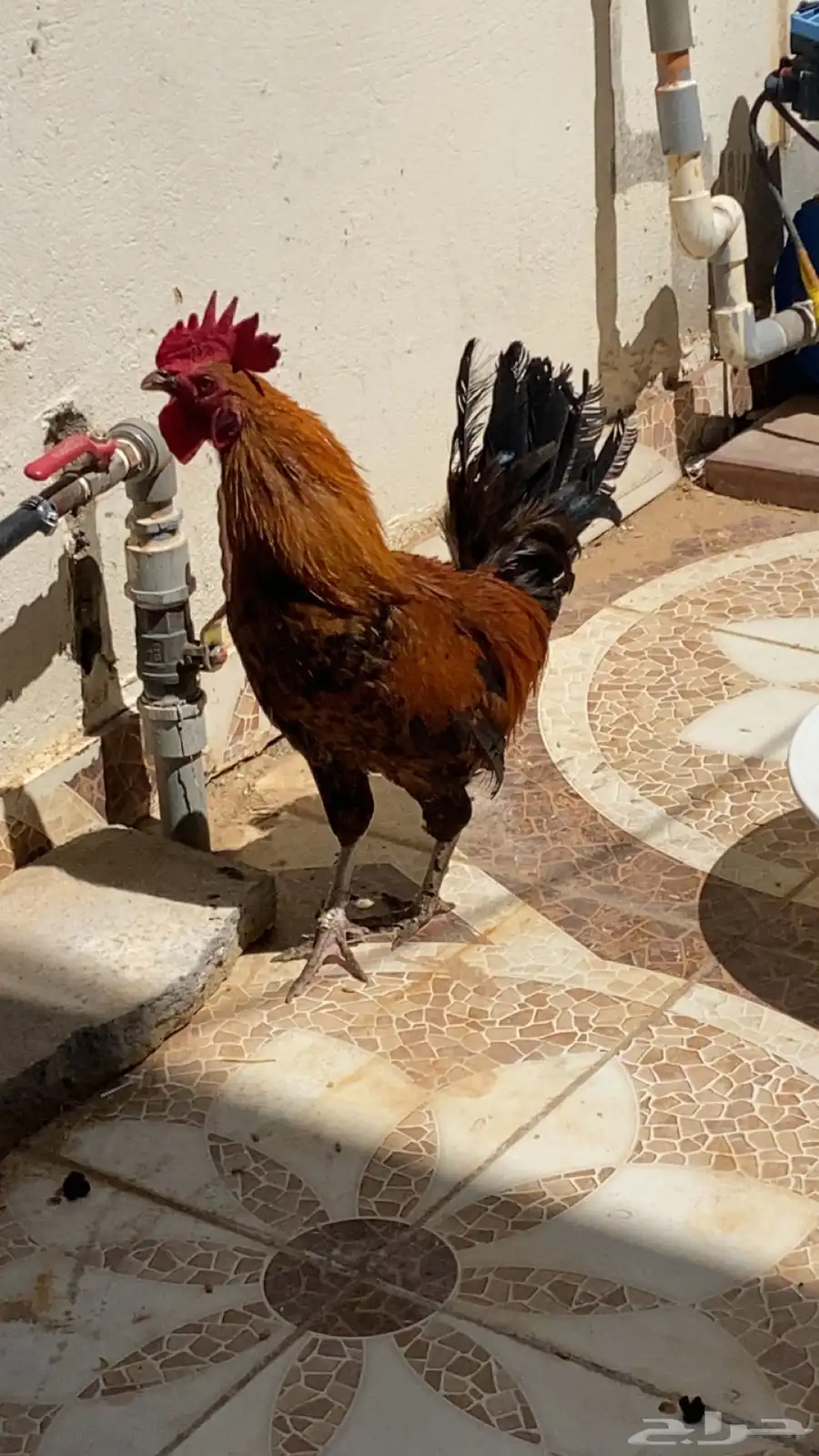 ديك طيب جدا 2
