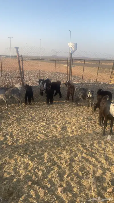 يوجد تيوس العدد10 0