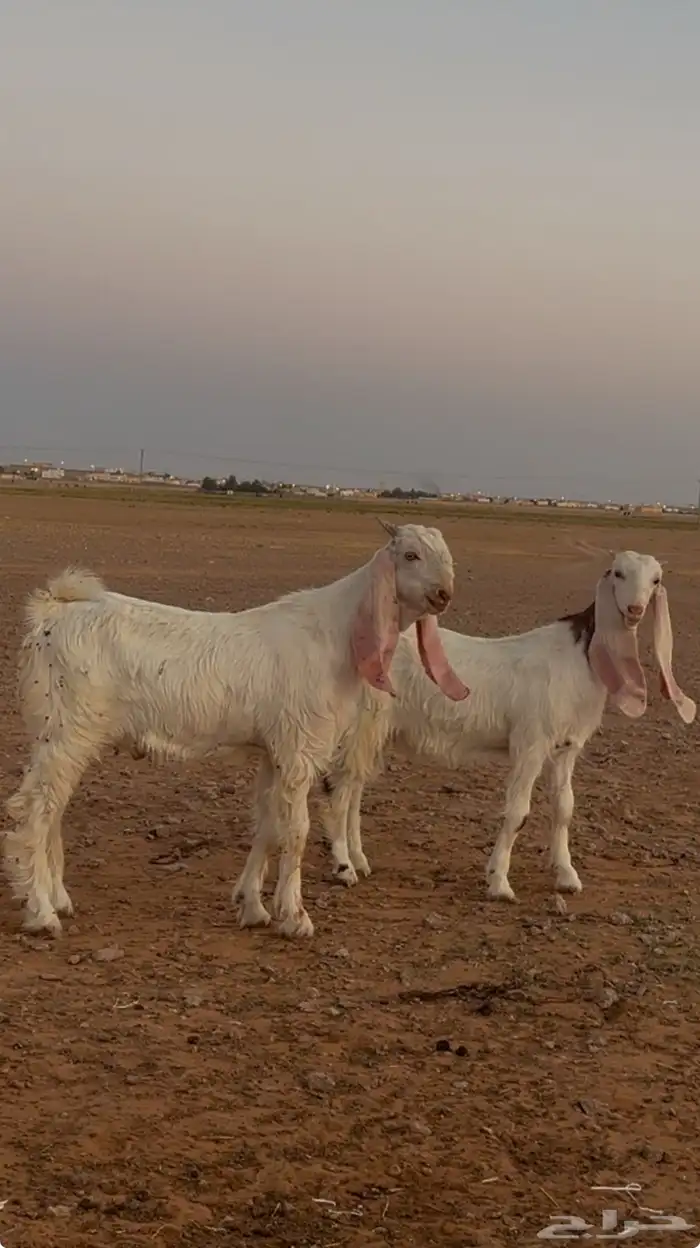 للبيع تيس مشروع فحل خصم وجفره خصم جروم وجبار وروس 0