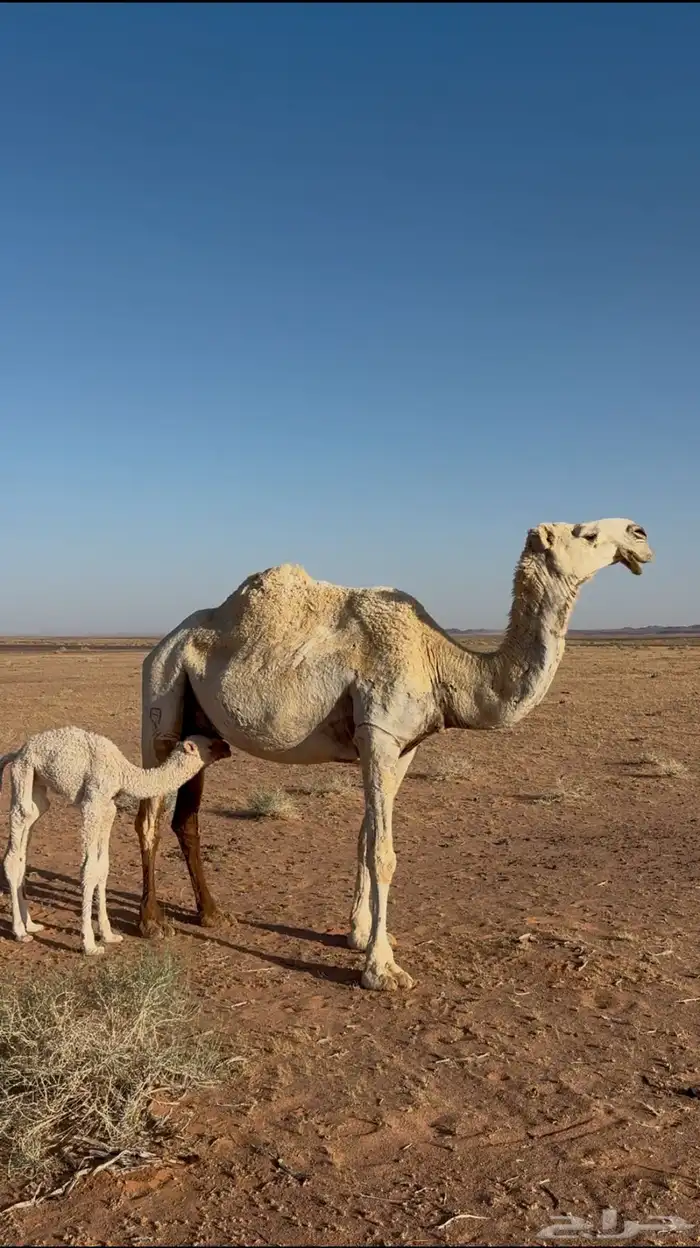 للبيع خلفه طيبه 0