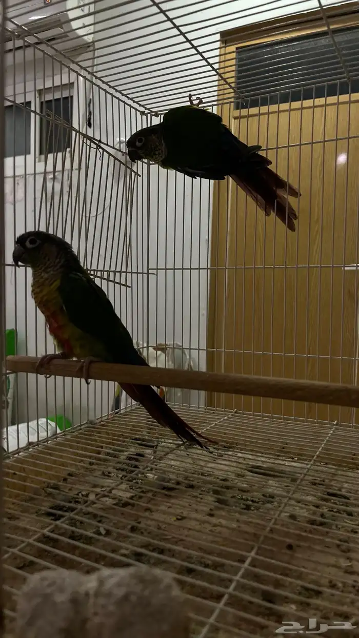 للبيع جوز كنيور يلو سايد 0