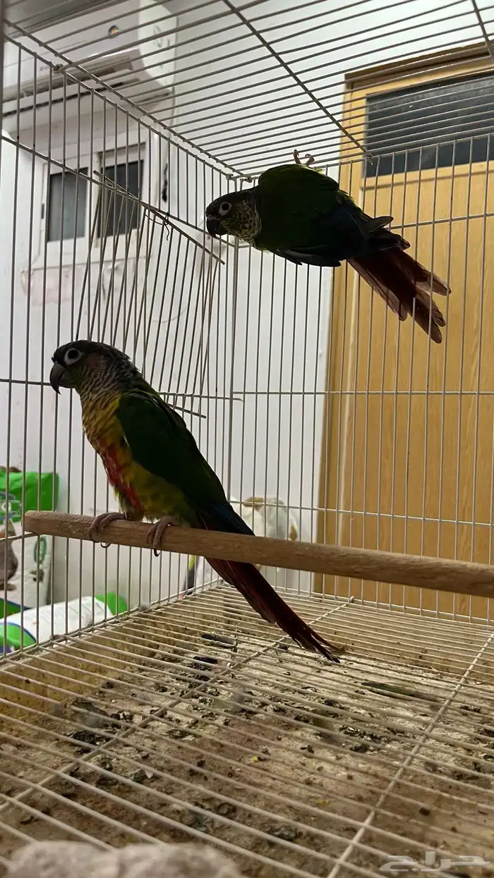 للبيع جوز كنيور يلو سايد 2