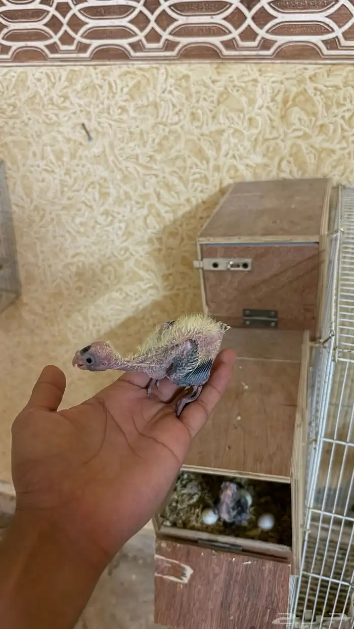 فروخ للبيع 5