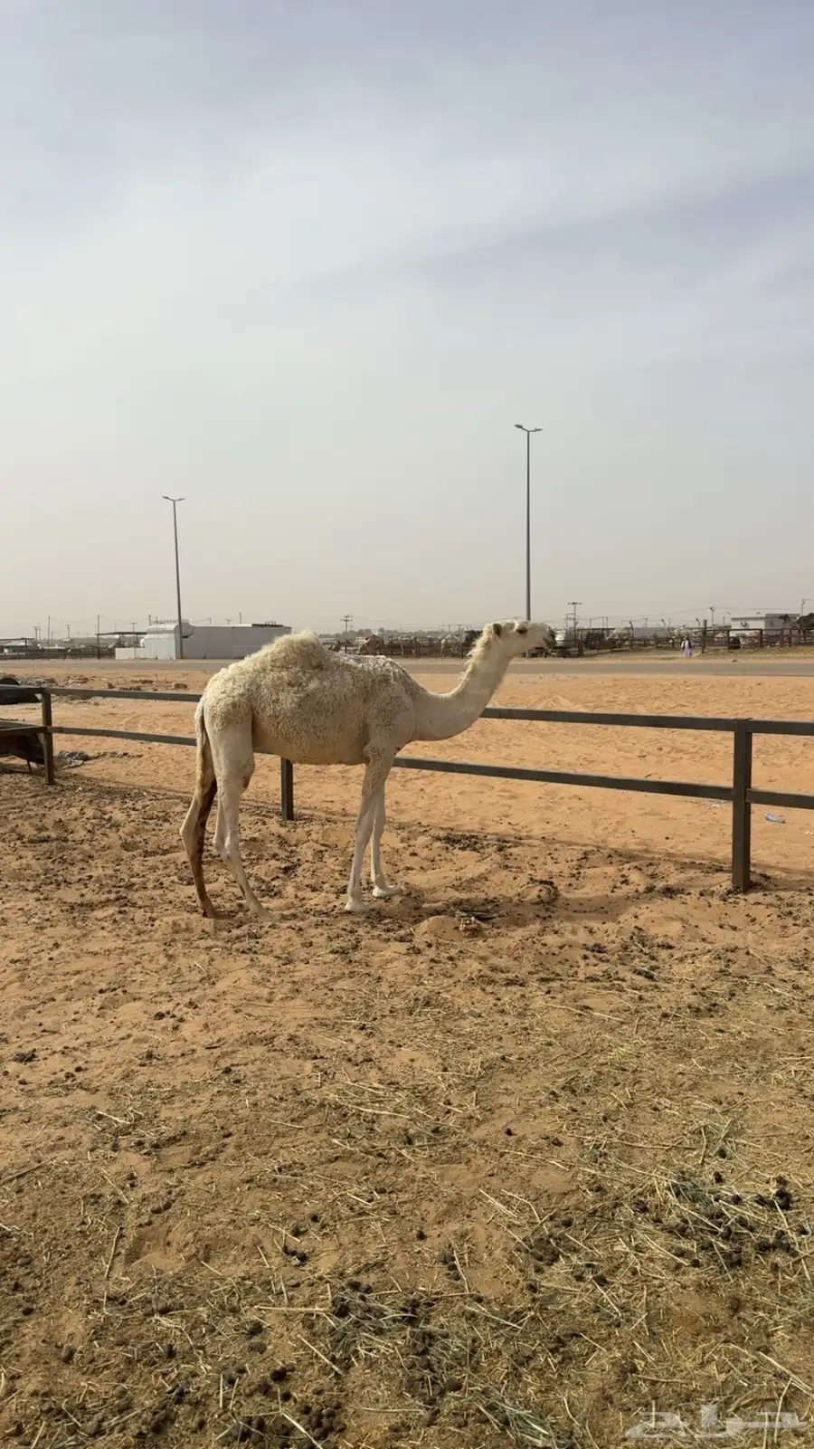 القعود علي البعارين الطهيمي 1