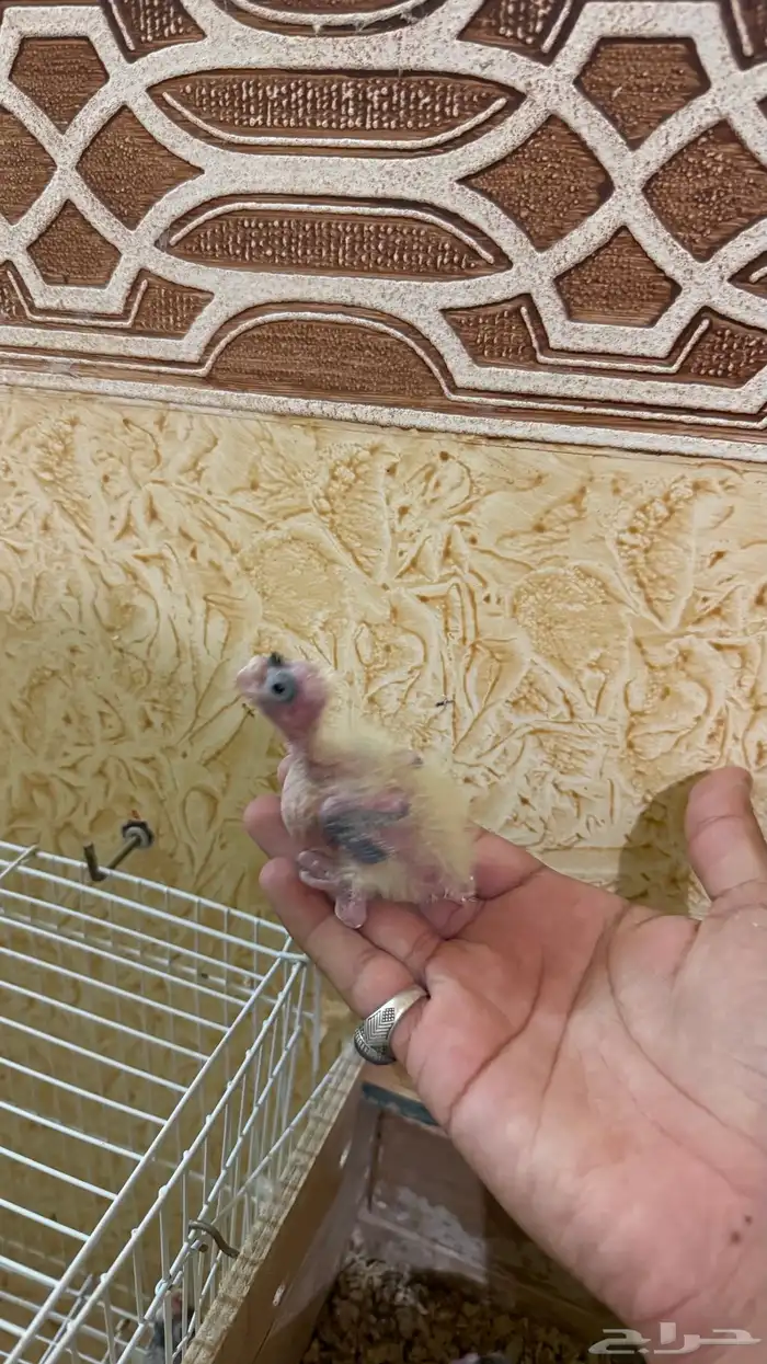 فروخ للبيع 2