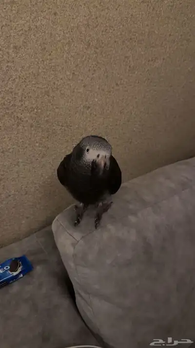 البحث عن ببغاء كاسكو رمادي طار من حي الباهر 2