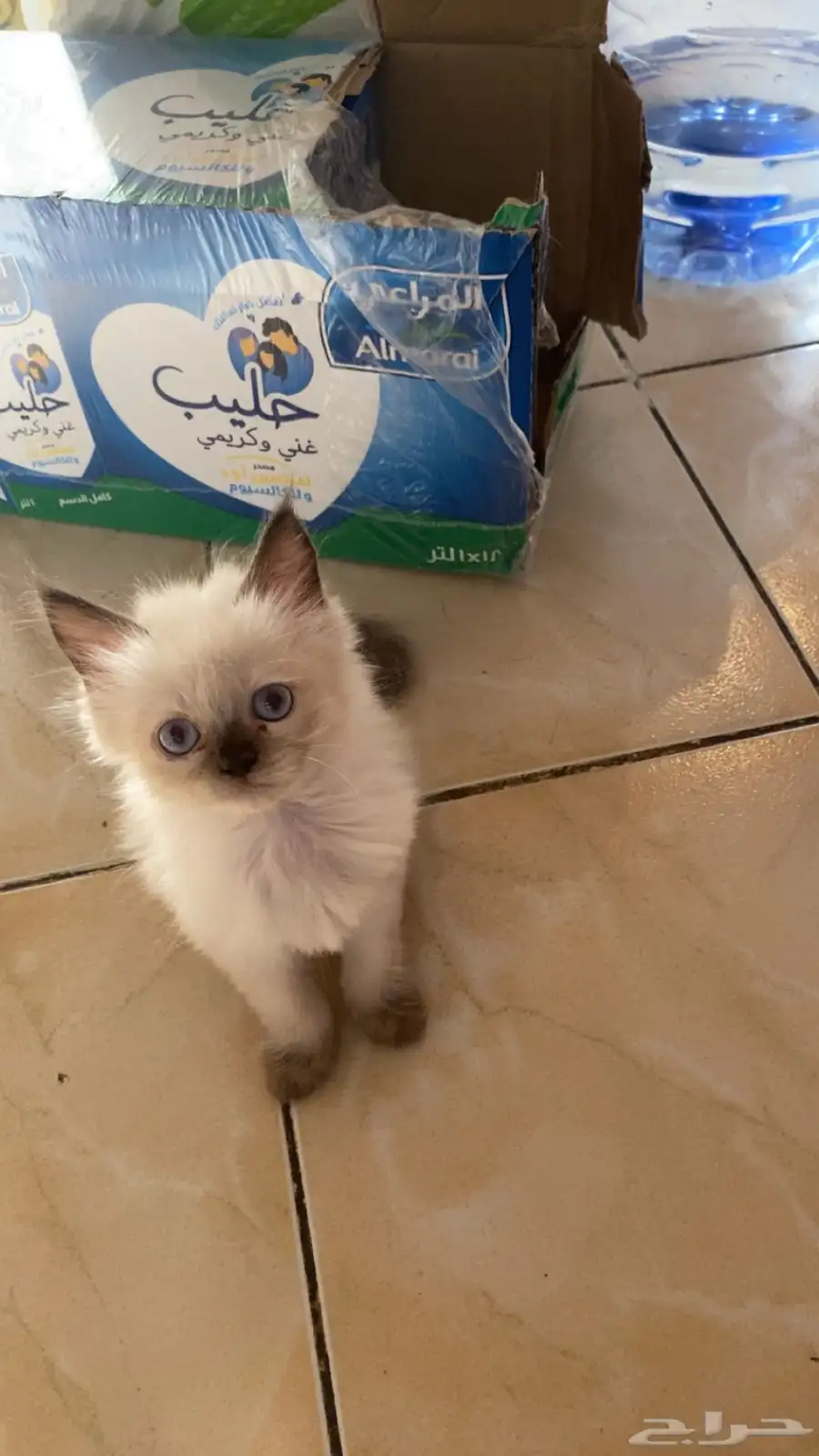 للبيع البسوس صغار نوعه هملايا 5
