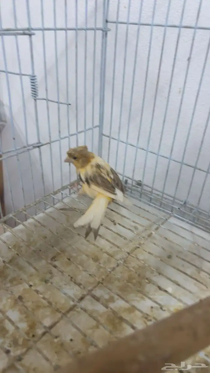 انثى كناري منتجه الحق الزين 2