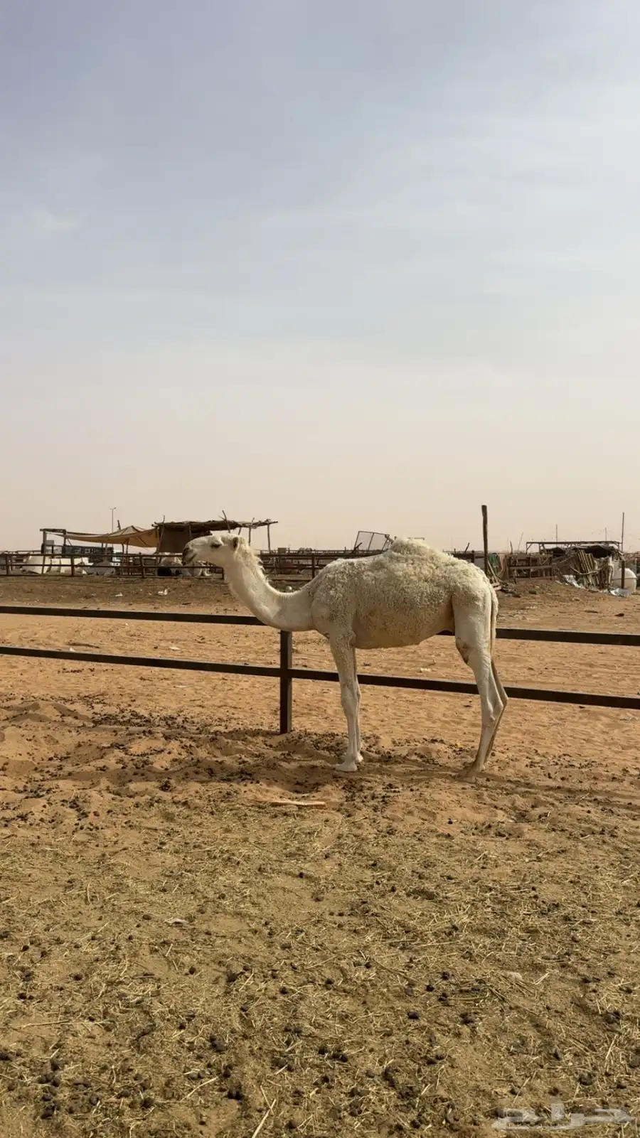 القعود علي البعارين الطهيمي 2