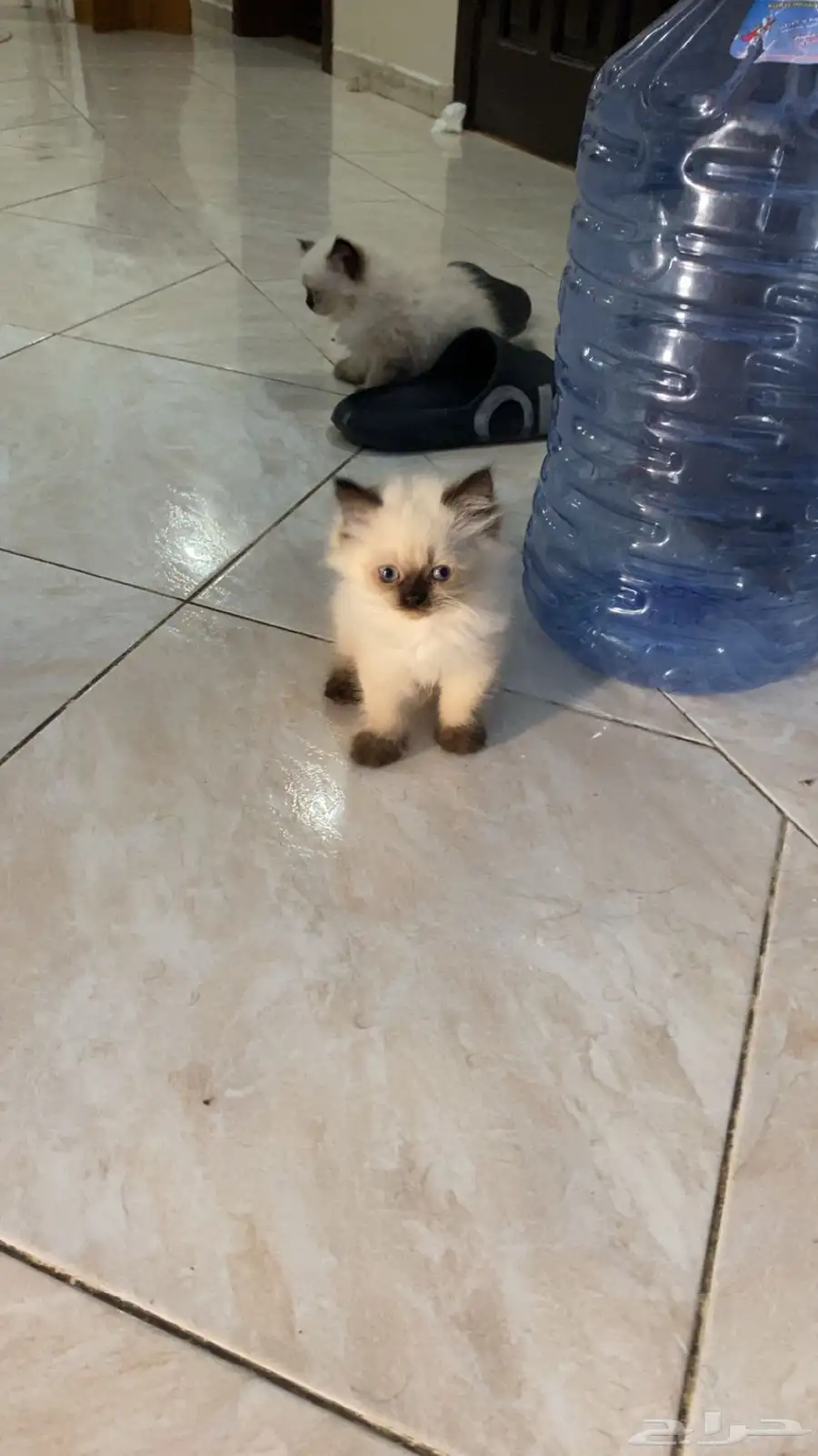 للبيع البسوس صغار نوعه هملايا 3