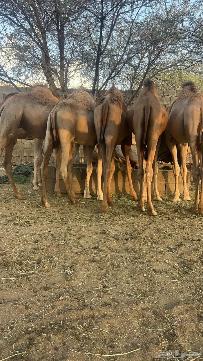 قعدان سمين كفو 0