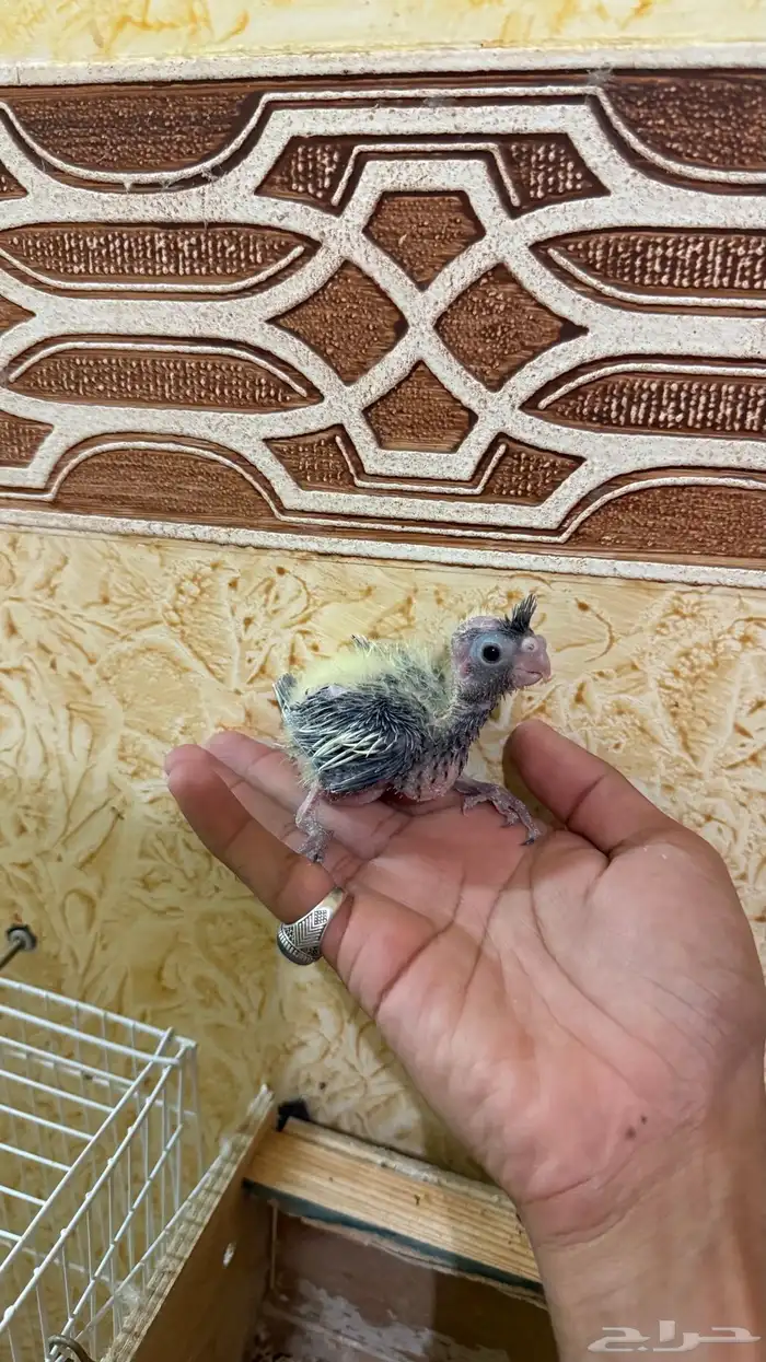 فروخ للبيع 3