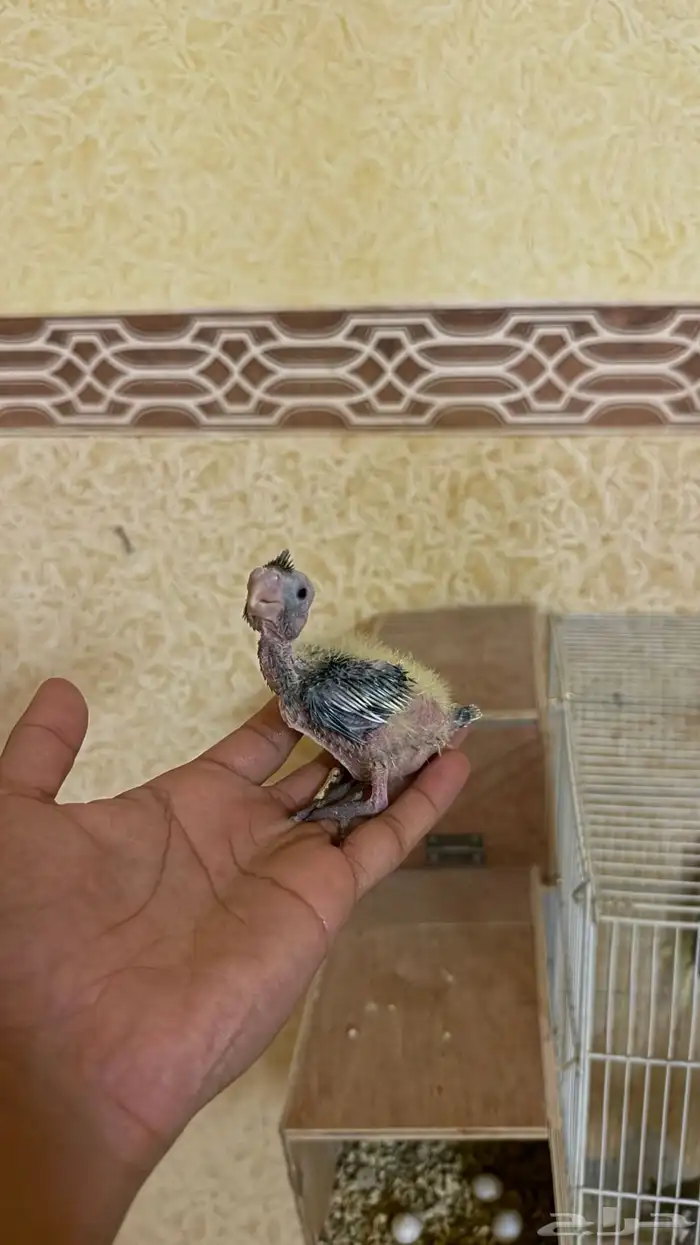 فروخ للبيع 4