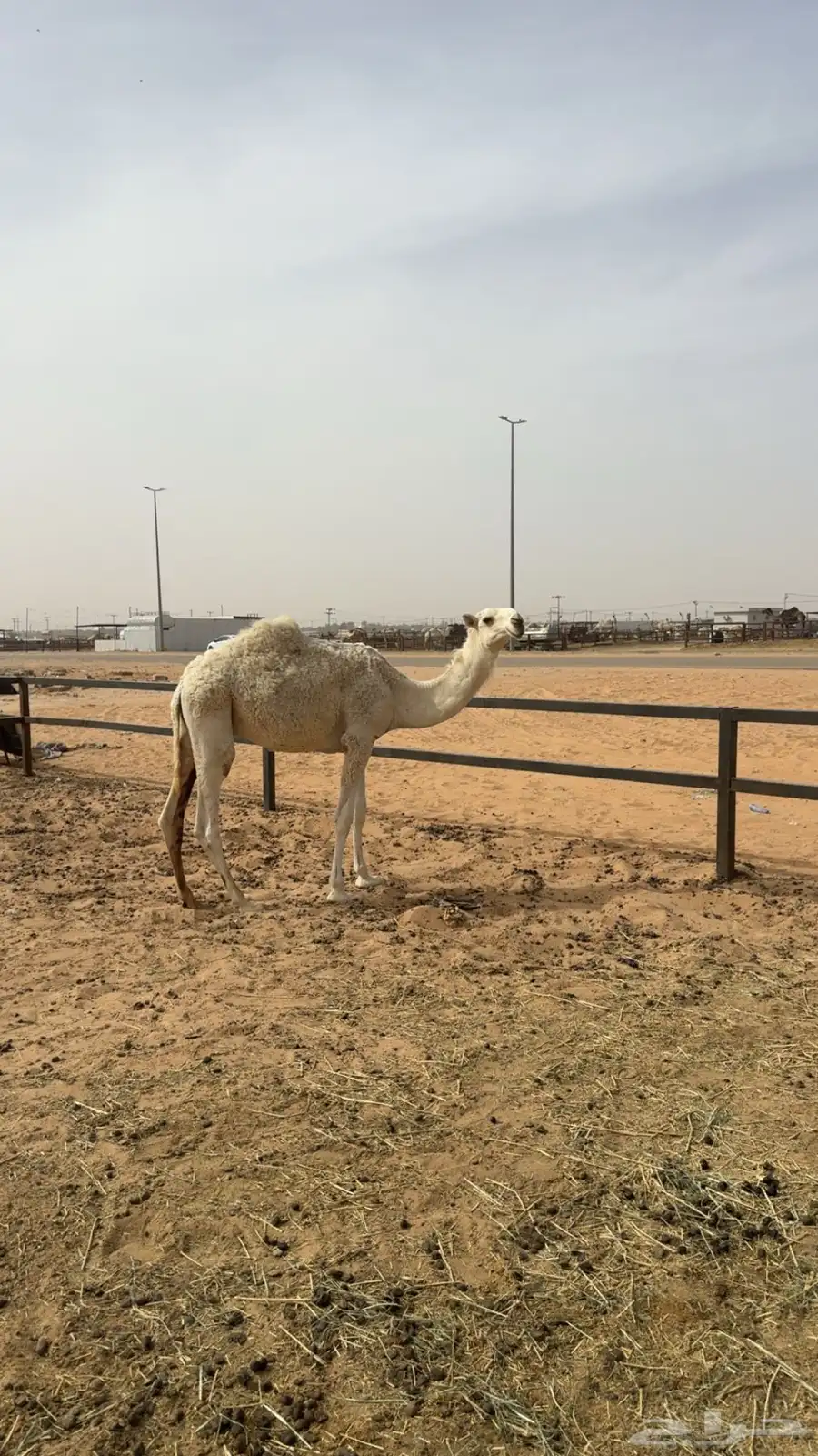 القعود علي البعارين الطهيمي 0