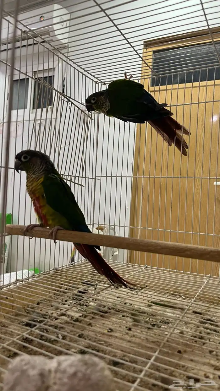 للبيع جوز كنيور يلو سايد 1