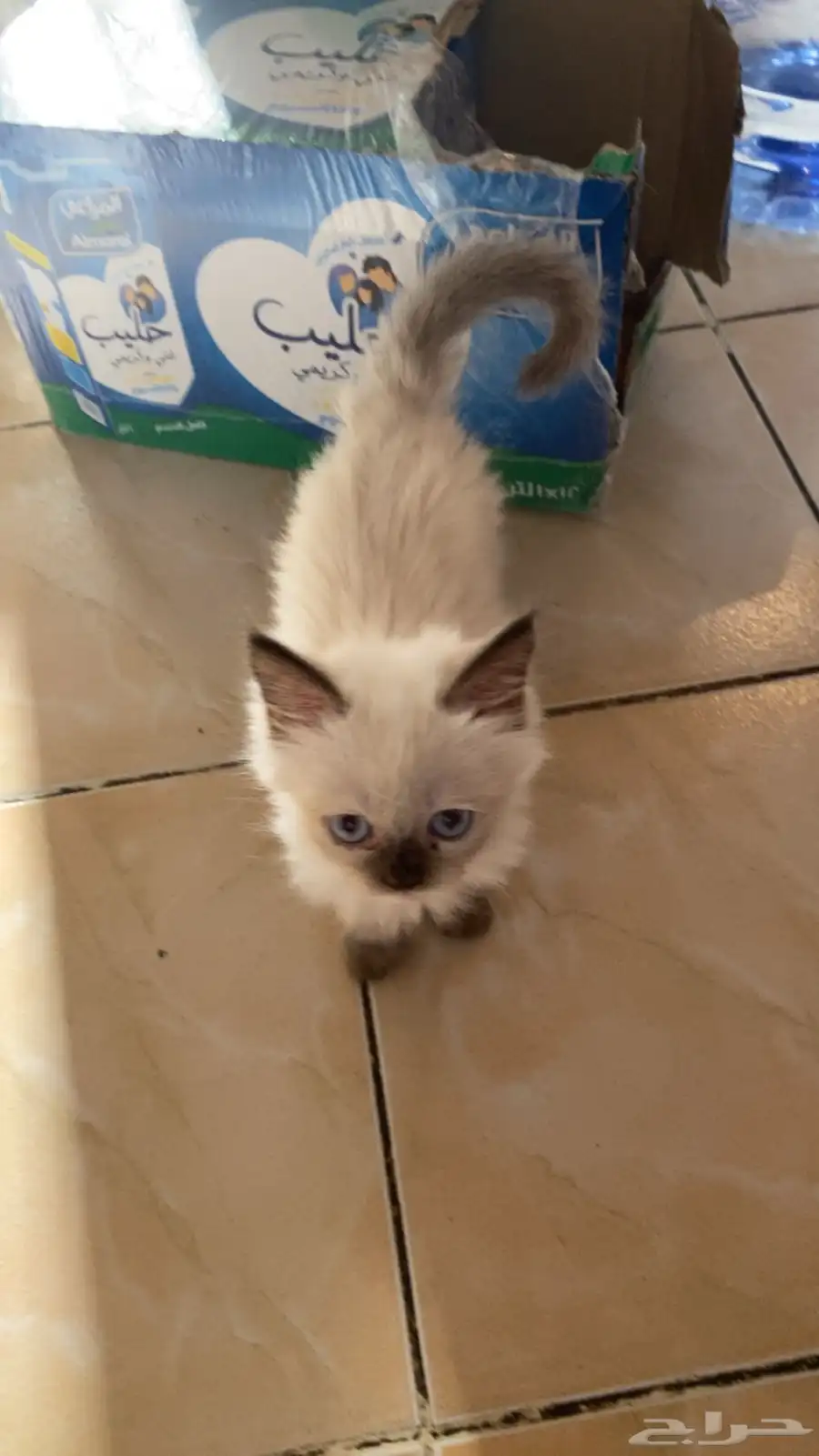 للبيع البسوس صغار نوعه هملايا 1